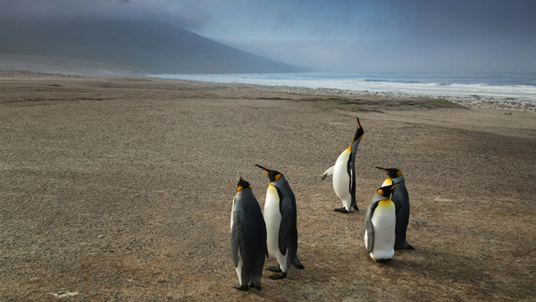 SouthGeorgia