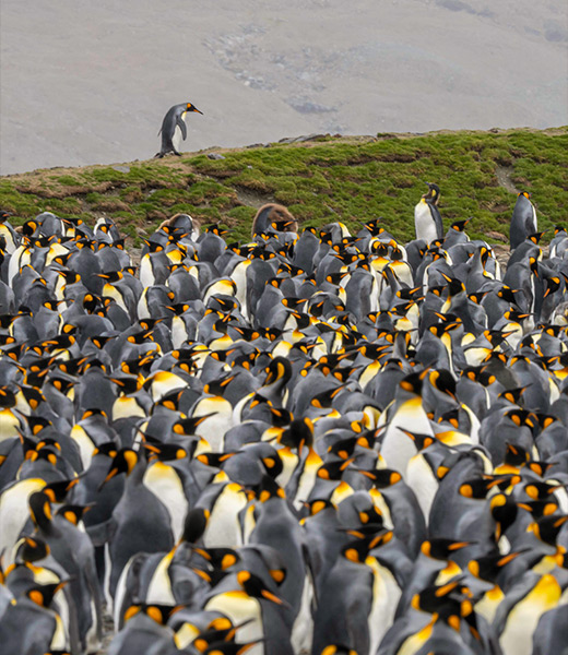 Wildlife and history come to life