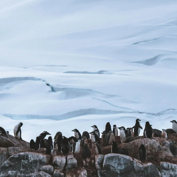 Antarctica