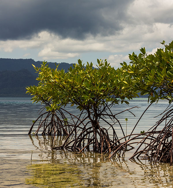 Katunggan It Ibajay Mangroves