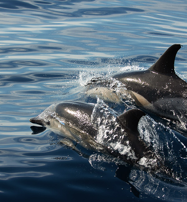 Coastal dolphin-watching cruise
