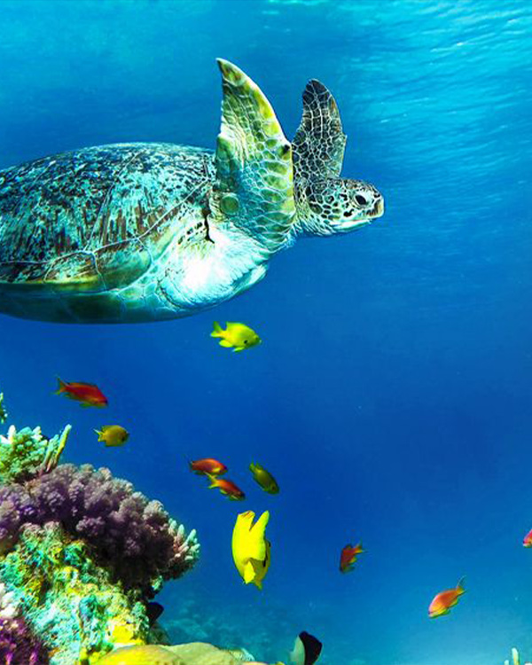 ANTIGUA ISLAND DRIVE & TURTLE SNORKEL