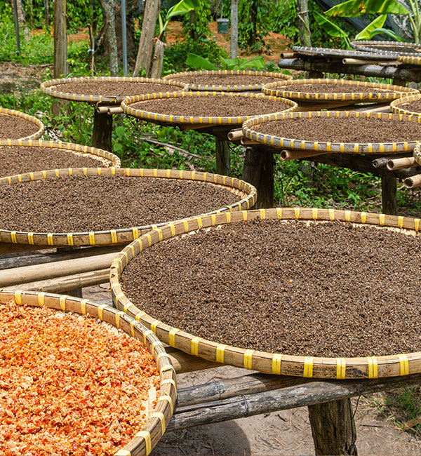Flavors of Pearl Island