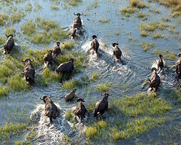A&K Sanctuary Southern Africa Safari and Victoria Falls