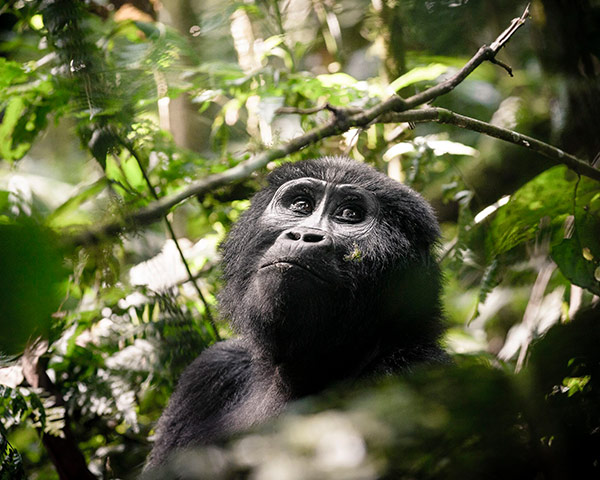 A&K Sanctuary Gorilla Trekking in Uganda