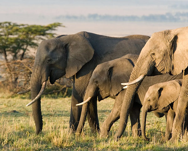 A&K Sanctuary Tanzania and Kenya's National Parks