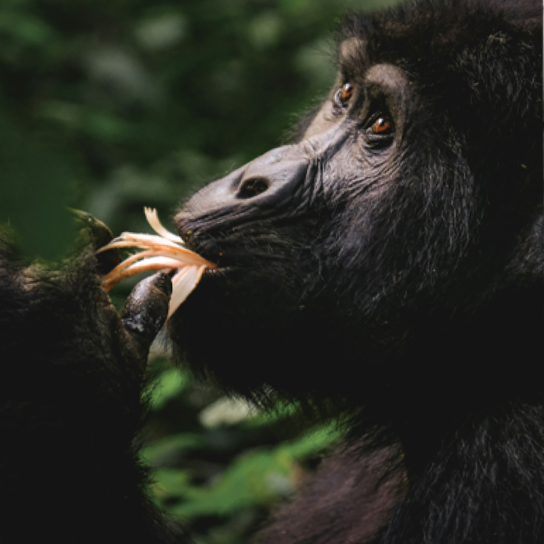 Gorillas and Their Caretakers