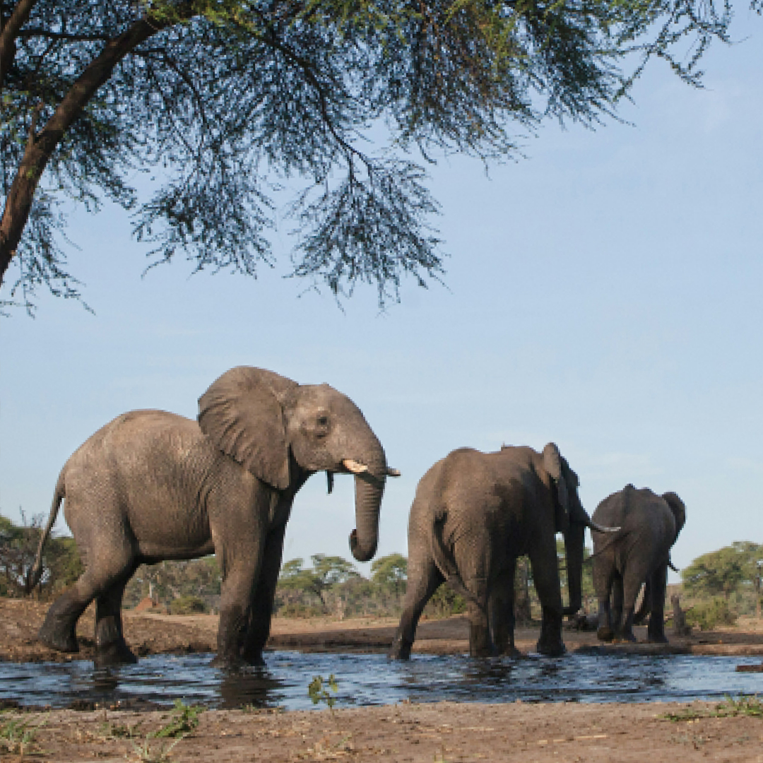 The Gift of Adoption