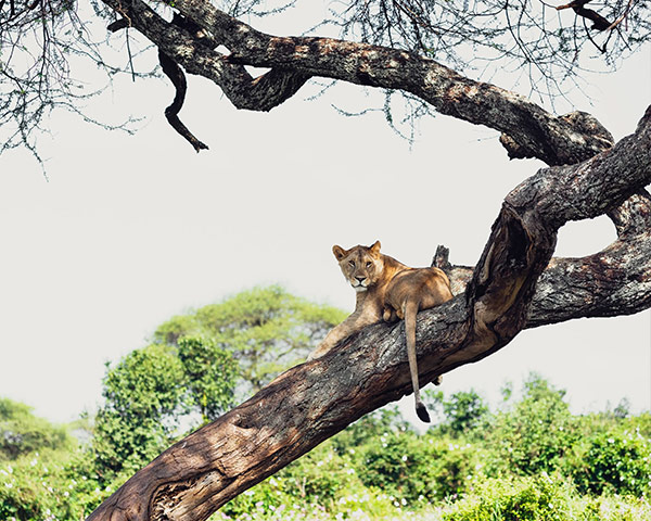 A&K Sanctuary Tanzania and Kenya Safari